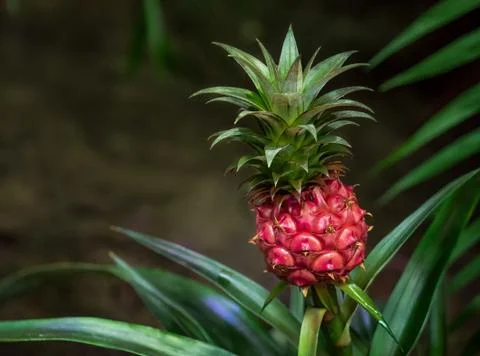 Close up of a small red pineapple growing on a pineapple plant. Growing dwarf Stock Photos