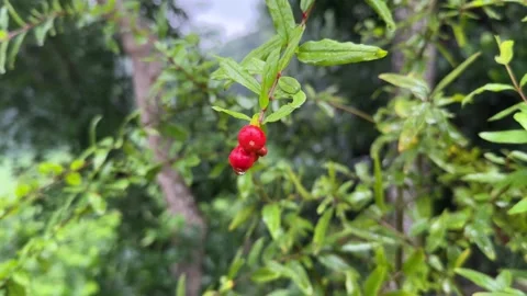 Close up of small red pomegranate buds with water drops on a green tree Stock Footage 339710144