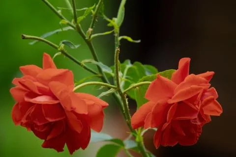 Close-up of small red roses Stock Photos