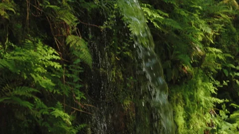 Close-up of a small, refreshing forest waterfall cascading over mossy rocks Видео 336054551