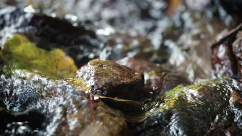 Close Up small river stream Video stock 153448667