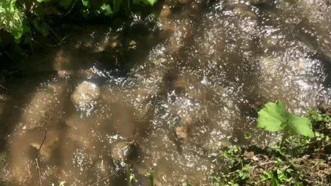 Close-up of a small river's stream Stock Footage 308111366