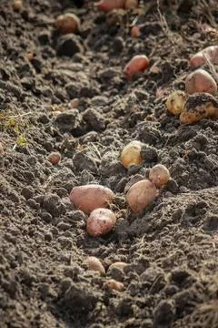 Close-up of small rocks and pebbles on dark soil surface Stock Photos