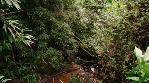 Close small, rocky stream, vegetation, tilt up to rainforest canopy trees. Video stock 80512031