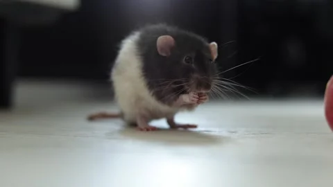 Close-up of a small rodent eating with its paws on a light-colored floor Stock Footage 340563831