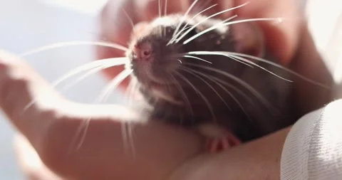 Close-up of a small rodent held gently in human hands with soft natural light Stock Footage 339069754