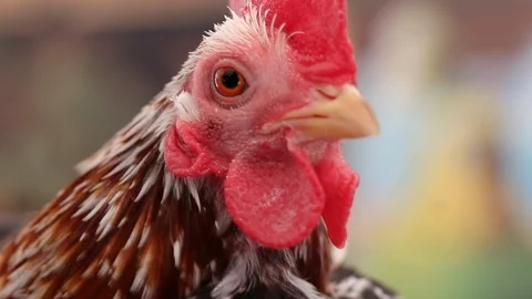 Close up small rooster chicken comb red cockscomb colorful Stock Footage 99116803