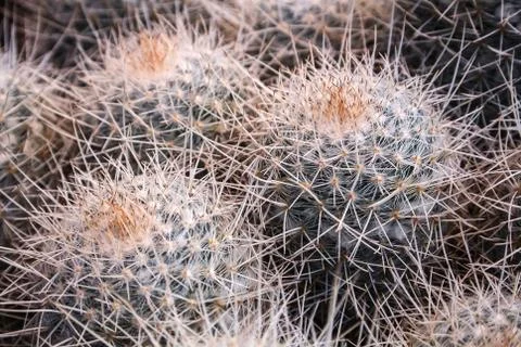 Close-up of small round cactuses, a green natural background. Stock Photos