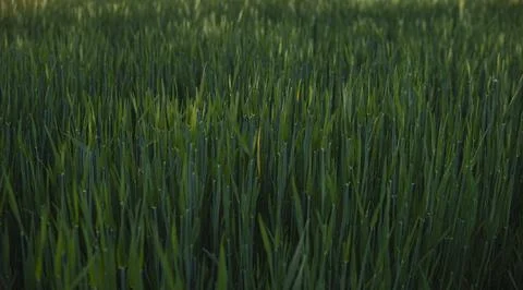Close up of small rye growing in the field Stock Photos