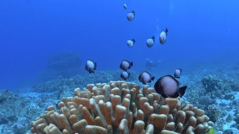 Close Up: Small School Of Fish Swimming Over Coral in Big Island, Hawaii Stock Footage 106397545