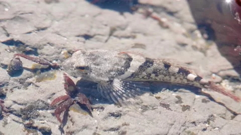 Close Up of Small Sculpin Fish Under Shallow Water at Moss Beach Stock Footage 167722340