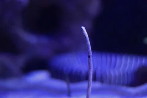 Close-up of a small sea creature displayed under blue aquarium lighting Stock Photos