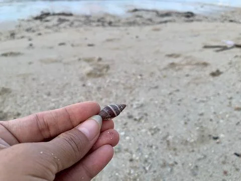 Close-Up of Small Seashell Held by Hand at Tanjung Lesung Beach Foto stock