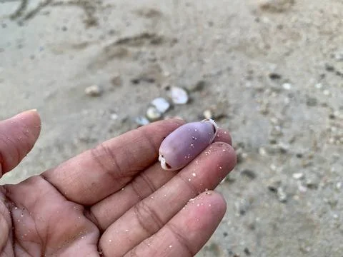 Close-Up of Small Seashell Held by Hand at Tanjung Lesung Beach Foto stock