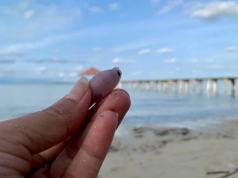Close-Up of Small Seashell Held by Hand at Tanjung Lesung Beach Foto stock