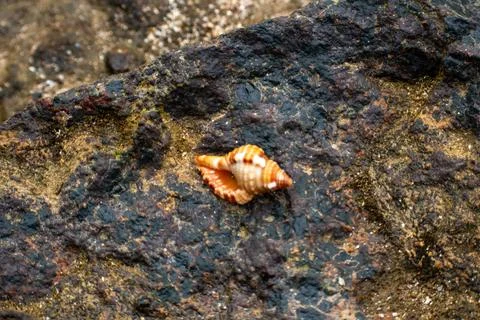 Close-up of a small seashell resting on a dark rock Stock Photos