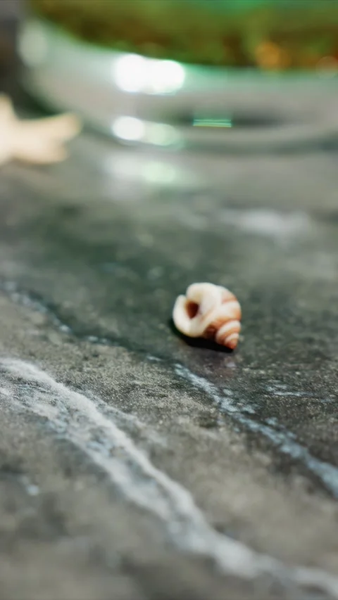 Close up small seashell resting stationary textured stone surface with soft Stock Footage 345725640