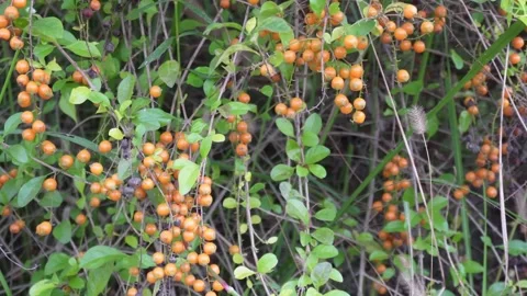 Close up Small seed of Duranta repens Flower on tree Video stock 290930720