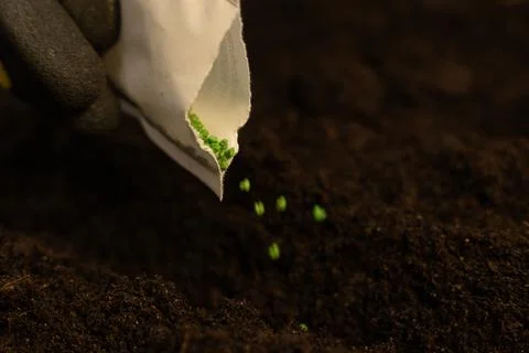 Close-up of small seeds falling into the ground during planting. Close-up Stock Photos