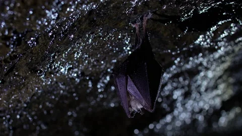 Close up small shaking horseshoe bat hanging in rock cave while hibernating. Stock Footage 146166851