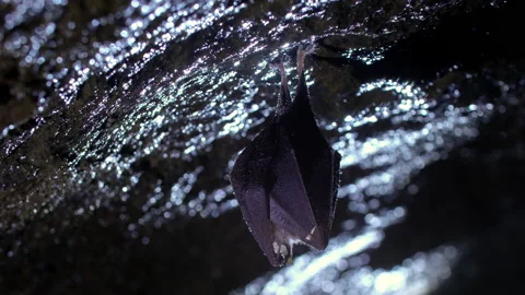 Close up small shaking horseshoe bat hanging in rock cave while hibernating. Stock Footage 147117774