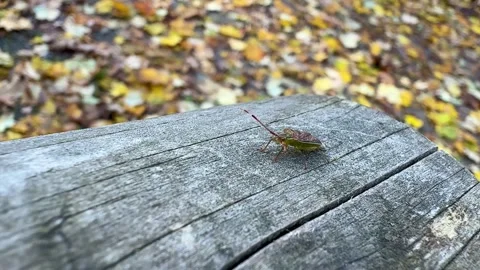 Close Up Of Small Shield Bug On Weathered Wood Video stock 320831776