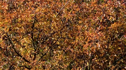 Close up: Small, shrub-like tree with colorful autumn leaves in the breeze Stock Footage 97100249