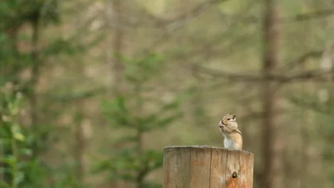 A close-up of a small Siberian chipmunk with cheek pouches stuffed with food Stock Footage 145947353