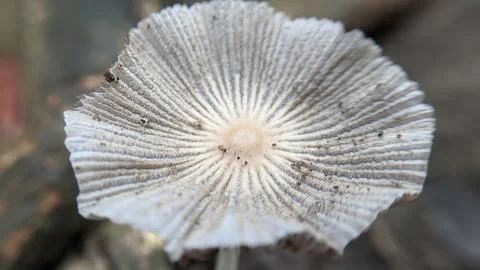 Close up a small single pleated inkcap mushroom on the ground in rainy season. Stock Photos