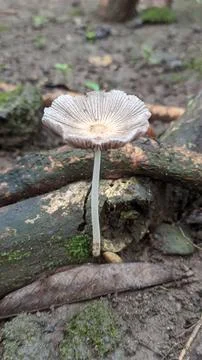 Close up a small single pleated inkcap mushroom on the ground in rainy season. Stock Photos