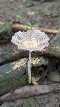 Close up a small single pleated inkcap mushroom on the ground in rainy season. Stock Photos