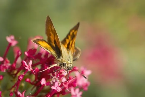 Close up of small skipper. Stock Photos