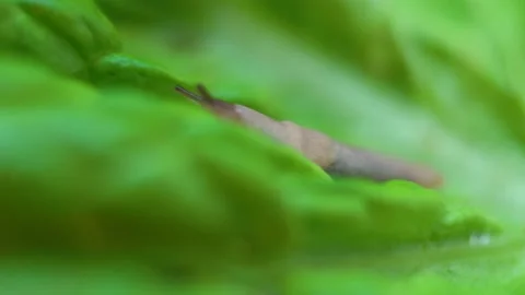 Close up of Small slug on a lettuce leaf. Pest of agriculture. 4K HQ Vídeos de archivo 137581362