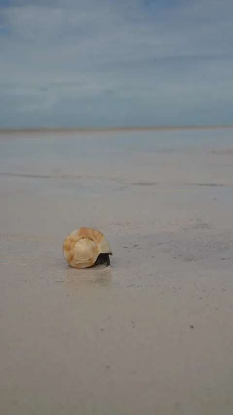 A close-up of a small snail with a beige and white patterned shell crawling Stock Footage 293322928