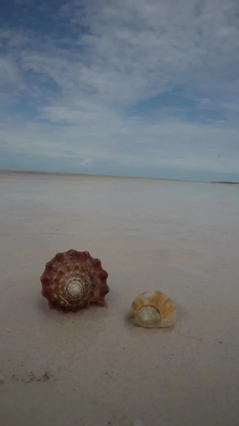 A close-up of a small snail with a beige and white patterned shell crawling Stock Footage 293322940