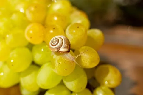 Close-up of a small snail crawling over grapes quiche mish Stock Photos