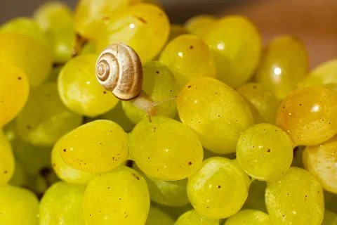 Close-up of a small snail crawling over grapes quiche mish Stock Photos