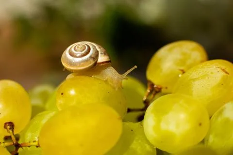 Close-up of a small snail crawling over grapes quiche mish Stock Photos