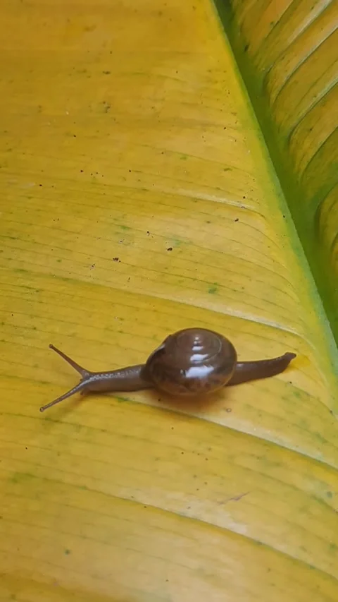 Close up of a small snail crawling slowly 스톡 동영상 343071310