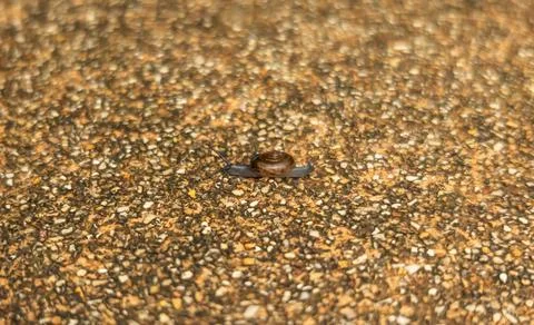 Close-up of a small snail crawling on a textured gravel surface. The detail.. Foto stock