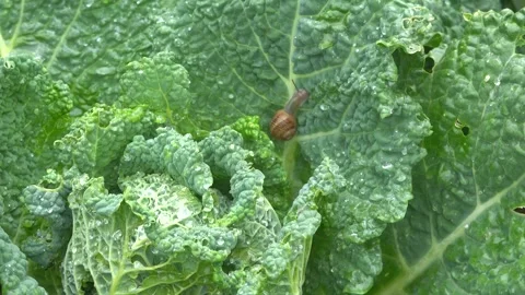 Close-up of small snail crawling on wet cabbage leaf with raindrops Stock-Footage 345955705