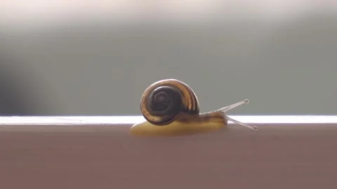 Close-up of a small snail crawling on a white wooden board and wiggling its ante Stock Footage 302999467