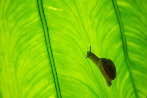 Close Up With A Small Snail On A Green Leaf Texture In The Forest Stock Photos