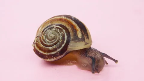 Close-up of a small snail on pink background.4K macro detail Stock Footage 154740208