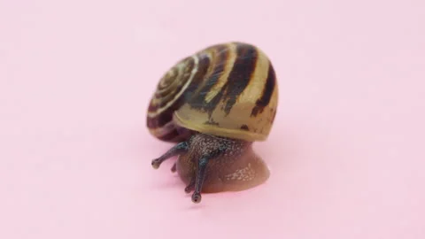 Close-up of a small snail on pink background.4K macro detail Stock Footage 154740290