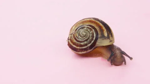 Close-up of a small snail on pink background.4K macro detail Stock Footage 154740343