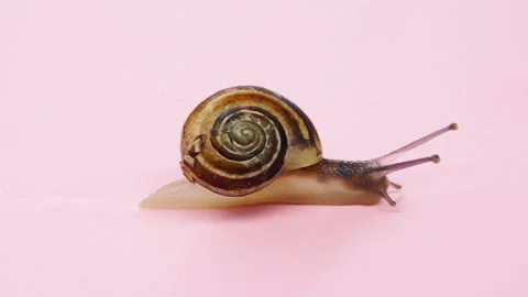 Close-up of a small snail on pink background.4K macro detail Stock Footage 154743728