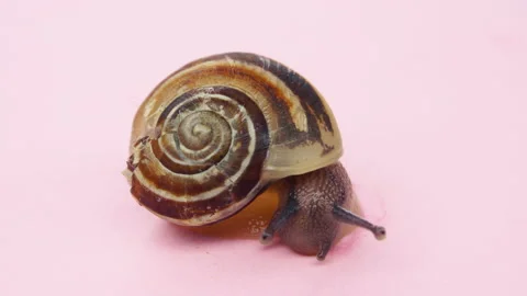 Close-up of a small snail on pink background.4K macro detail Stock Footage 154748180