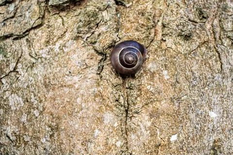 Close-up of a small snail shell resting on textured tree bark Fotos Stock