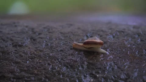 Close-Up a small snail slowly crawling across a wet stone surface Stock Footage 342228826